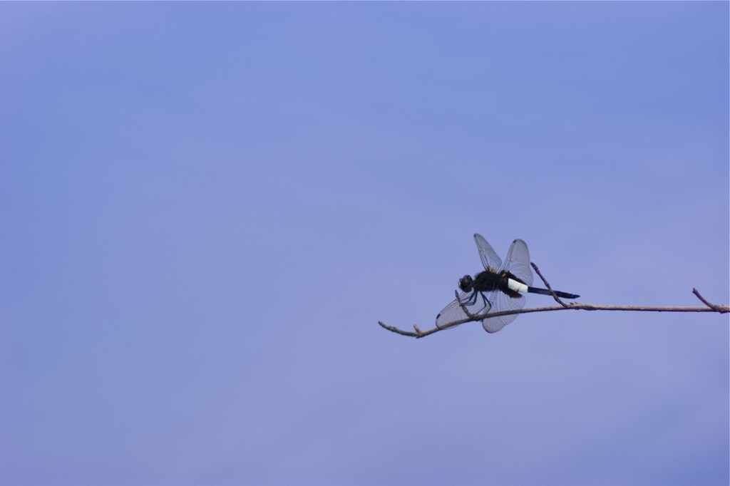 去り行く夏空