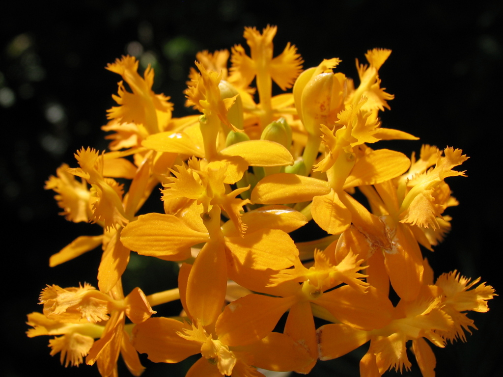 Tropical Yellow