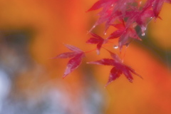 雨染まる