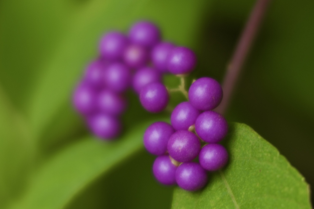 秋の紫