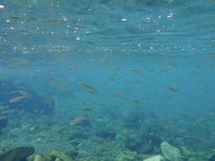 夏の川