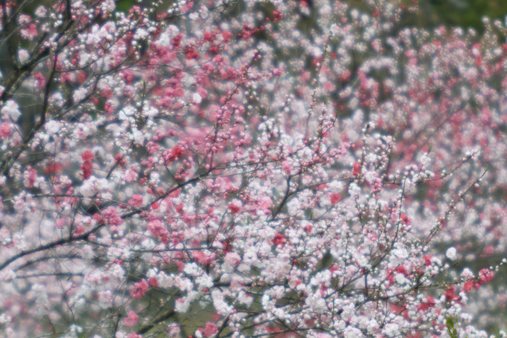 花の個性