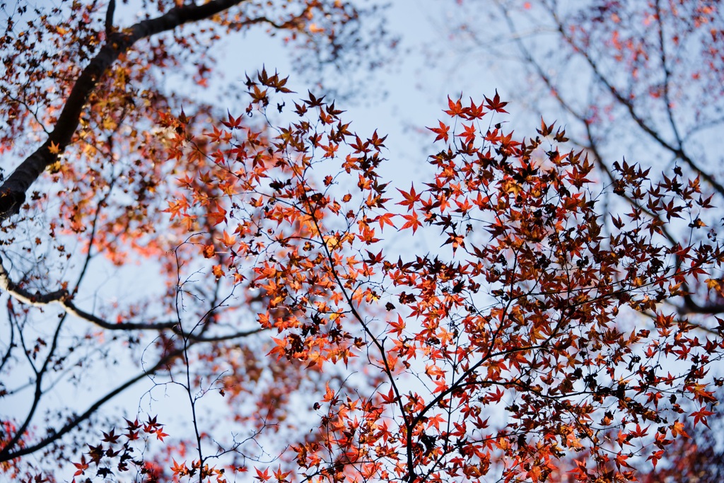 名残紅葉