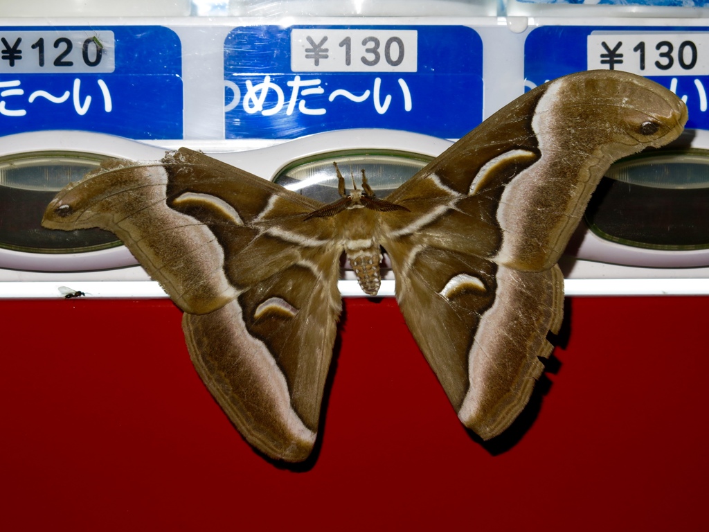 深夜の先客