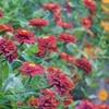 九月の花色　３