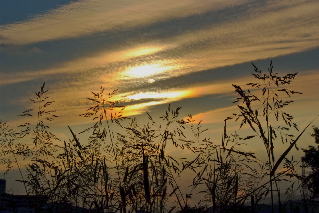 雑草にも夕暮れ