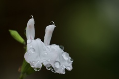 雨のいたずら３