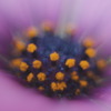 花の中の花