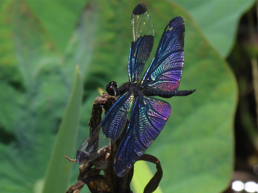INDIGO PEARL