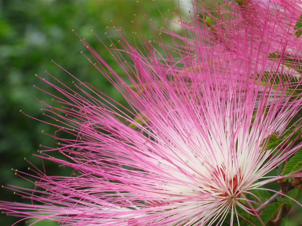 花火