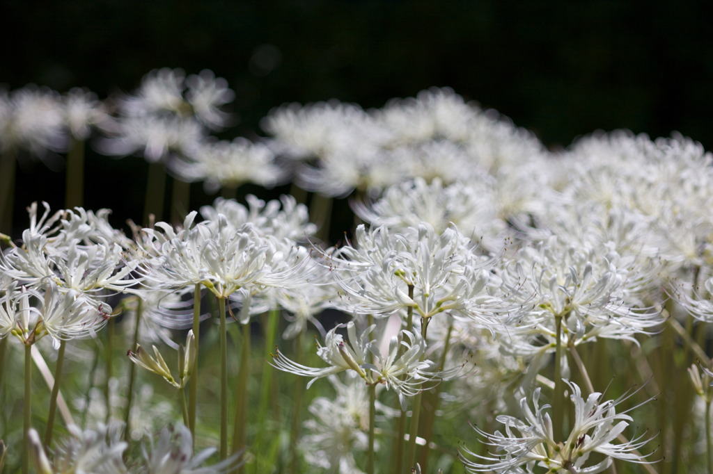 SEPTEMBER WHITE