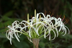 河川敷の夏の花１