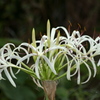 河川敷の夏の花１