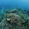 サンゴ礁遊泳　１