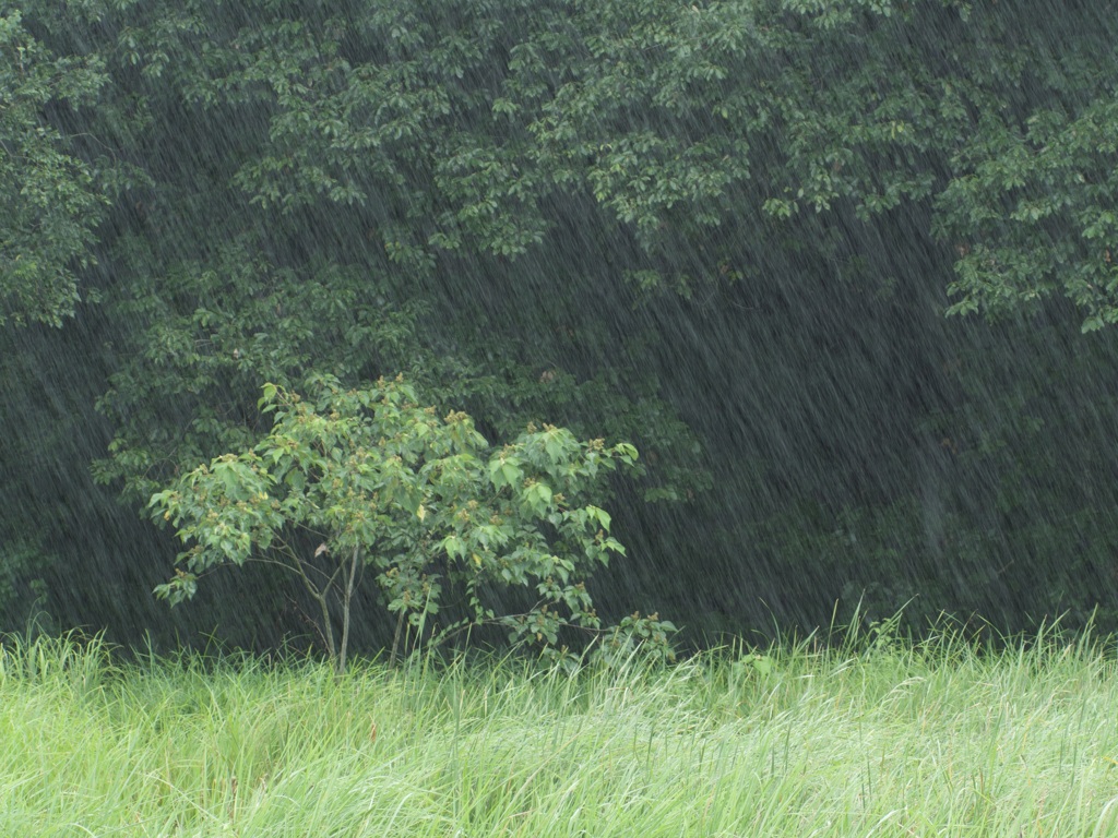 通り雨