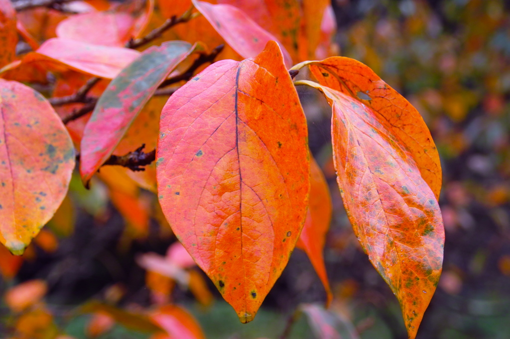 柿紅葉