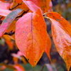 柿紅葉