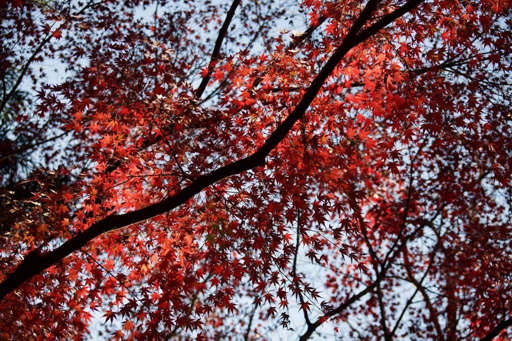 朱の光２