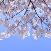 桜の時間