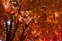 紅葉時間
