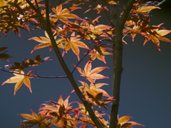 紅葉はじめ