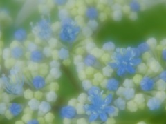 梅雨入り