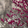 今の紅