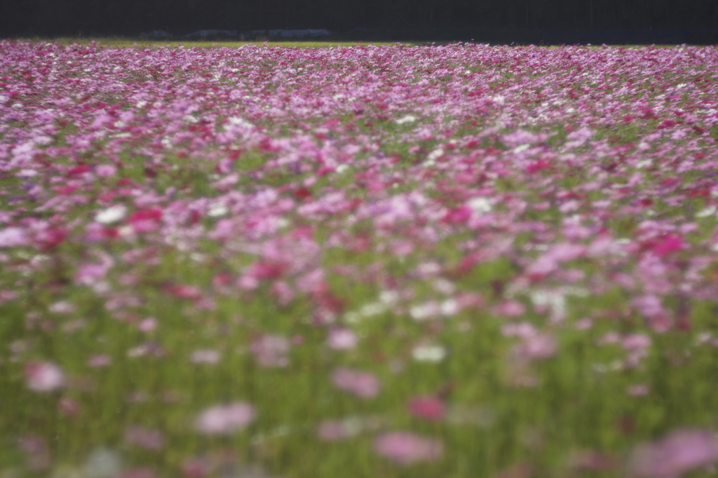 花の海