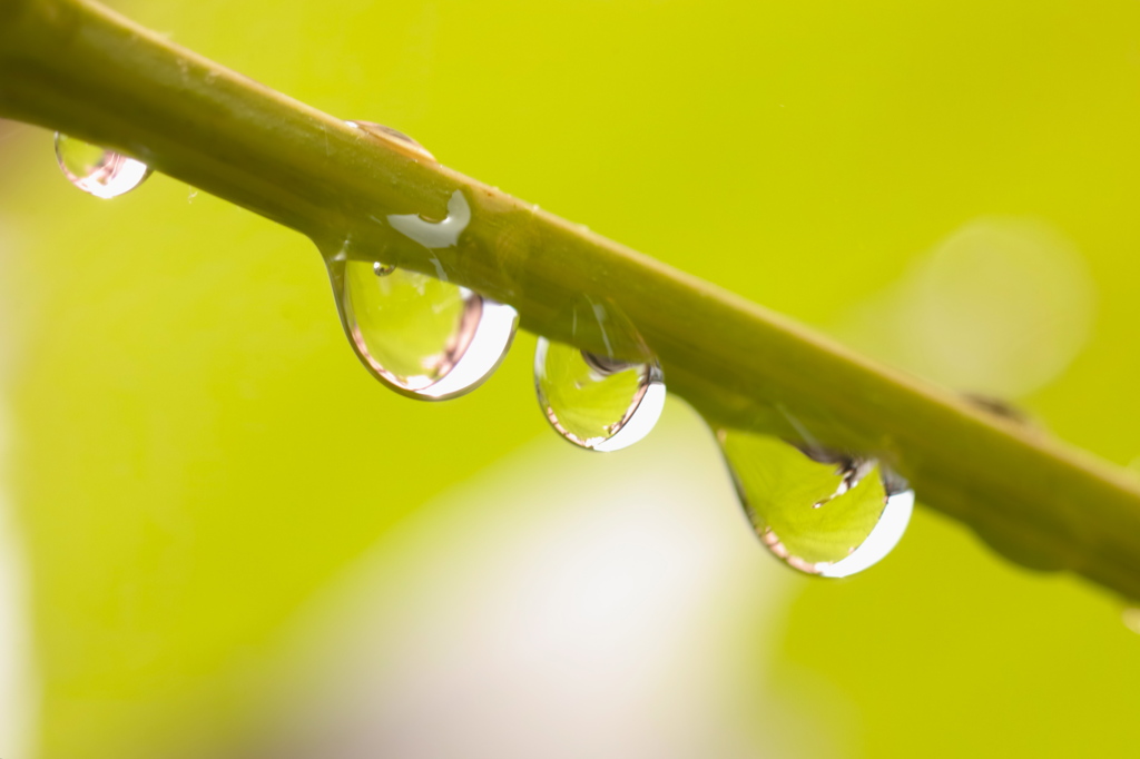 萌雨