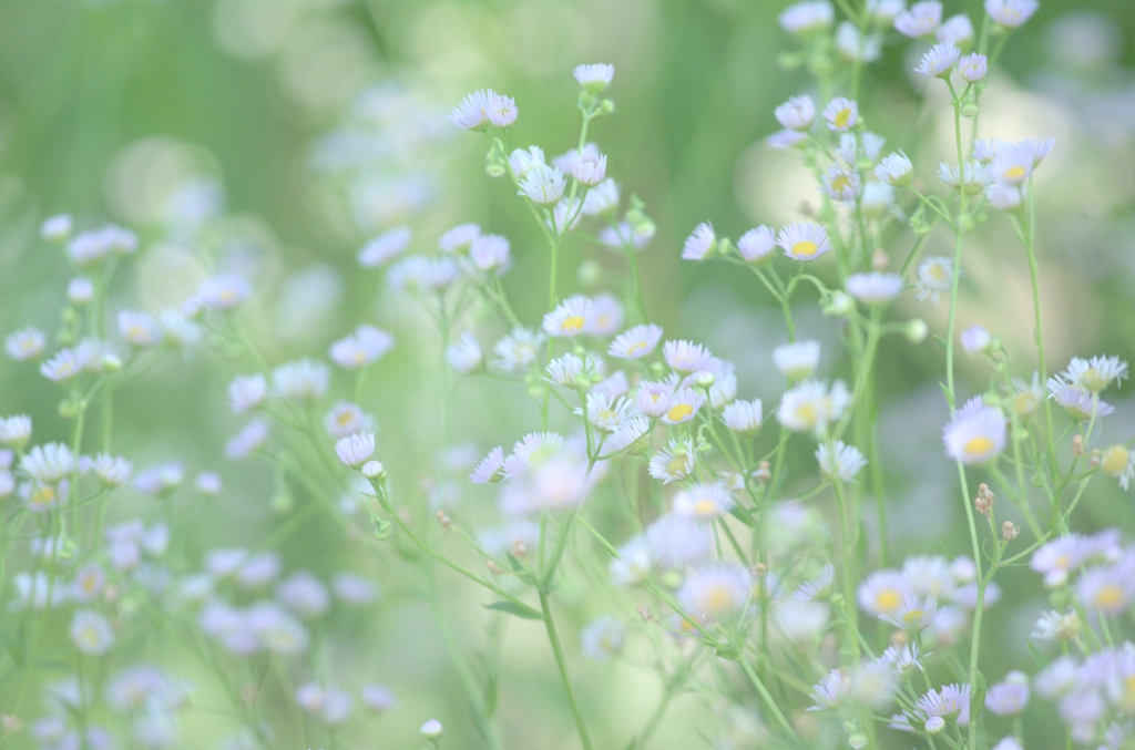 朝の光の時間