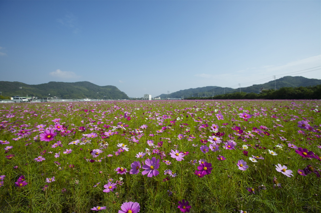 東風