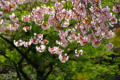 花と緑