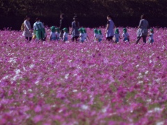 花の記憶