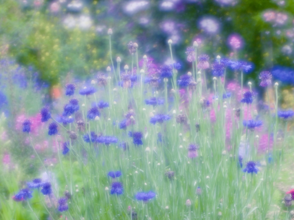 花の時間と色１