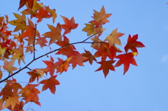 紅葉の空