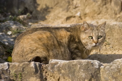 石段猫