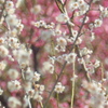 香彩