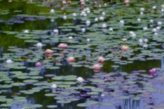 初夏の池
