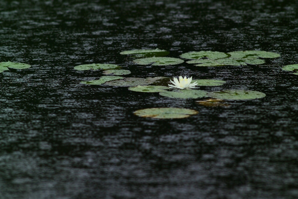 雨音