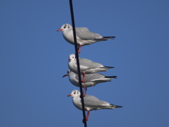 鳥の特権