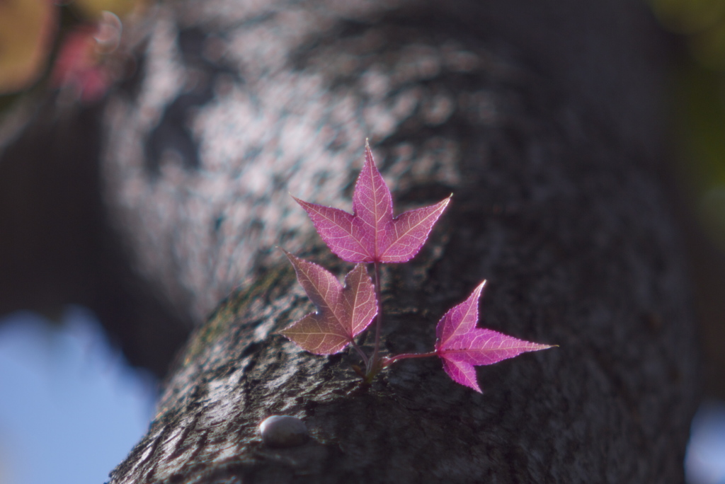 春の歩み