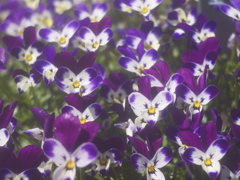 花の顔　Ⅱ　せっかち