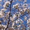 桜空