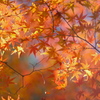 師走の光と影と紅葉と