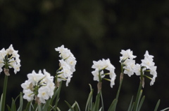 花の白