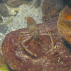 その他の海の生物
