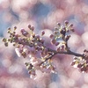 桜色の時