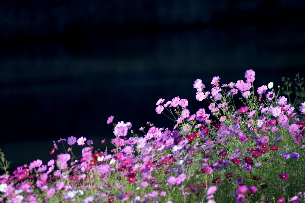 花の舞台３