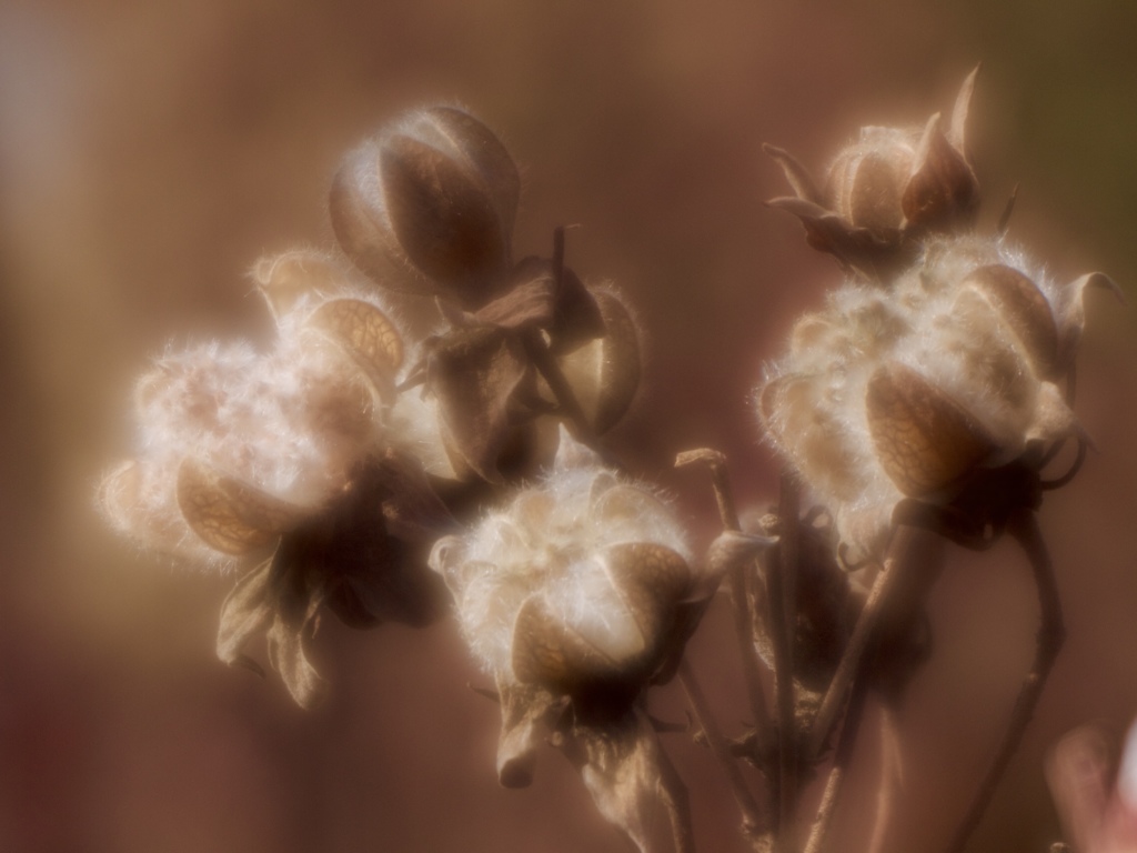 冬の花