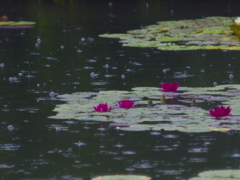 大粒の雨